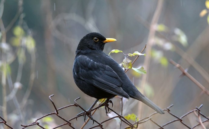 Желтоклювый Дрозд