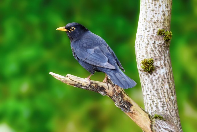 Ворон обыкновенный