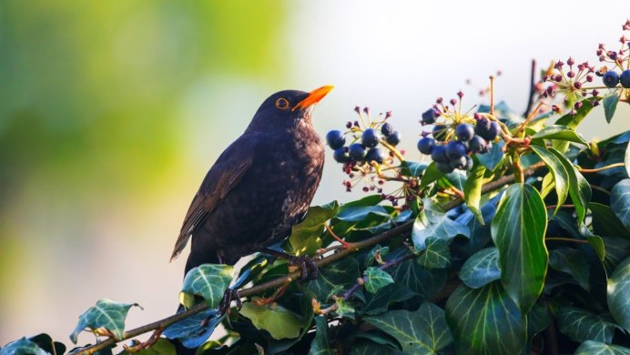 Дрозд меланист