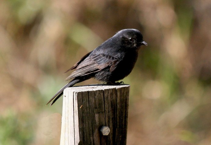 Черный певчий Дрозд