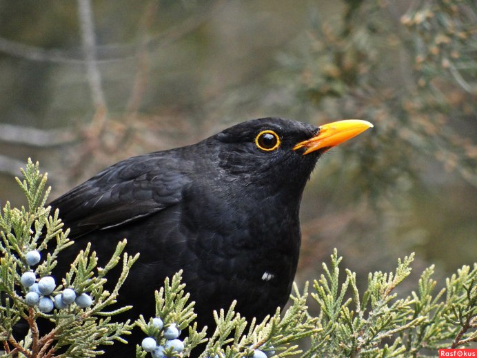 Черная птичка