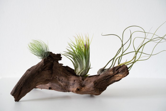 Фигуры из коряг