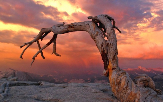 Светильник из коряги