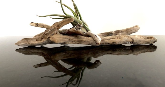 Driftwood - Tony Fredriksson