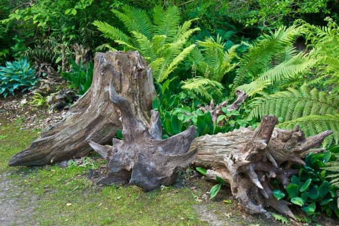 Фигурки из коряг