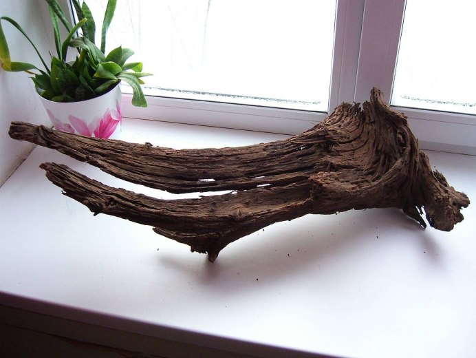 Кленовая коряга в аквариуме