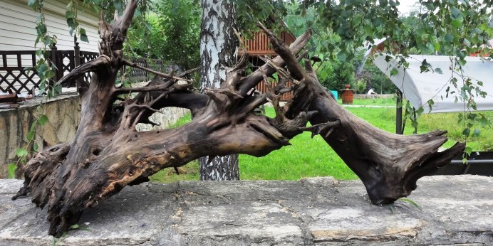 Мангровый корень в аквариуме