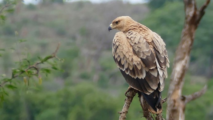 Деревья сплетение
