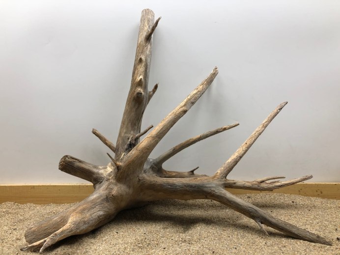 Рутарий туя