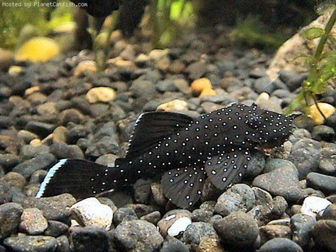 Ton Fish