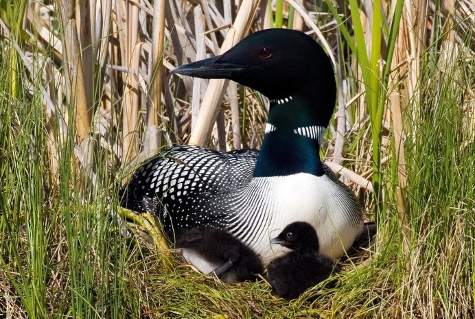 Отряд Гагарообразные Gaviiformes