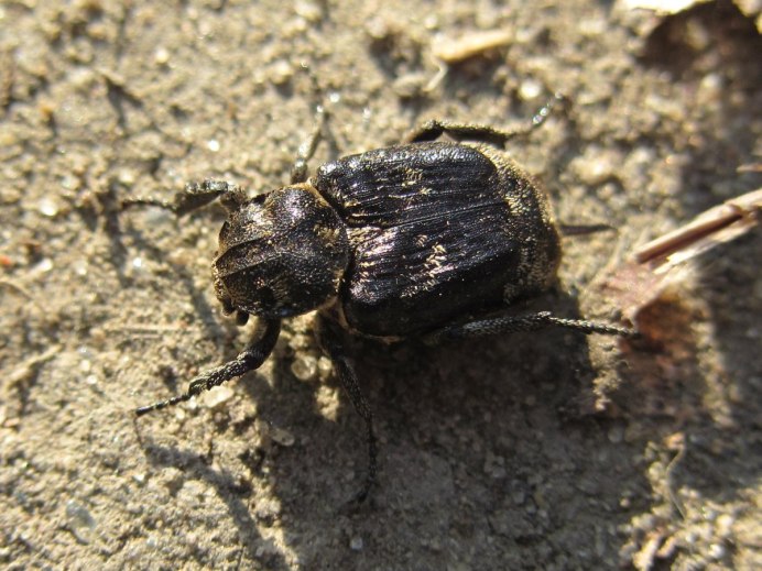 Gnorimus variabilis