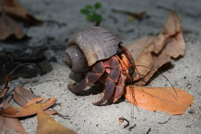 Жук Trichius fasciatus