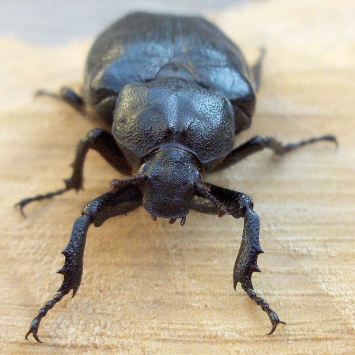 Жук Trichius fasciatus
