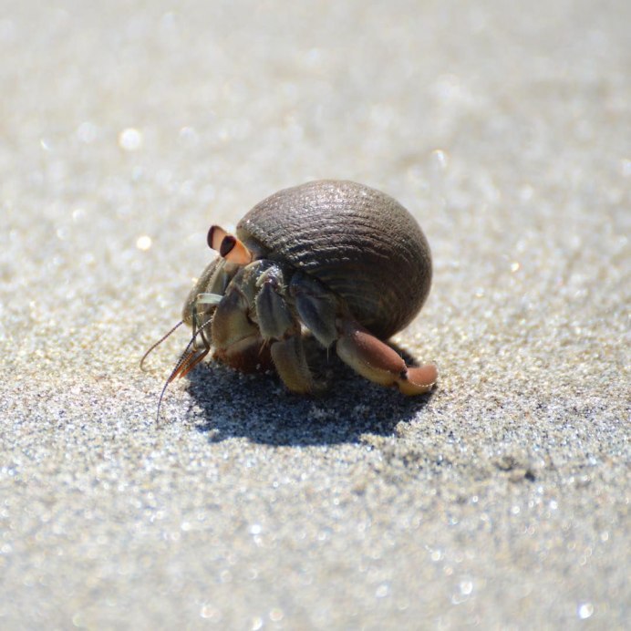 Восковик перевязанный Trichius fasciatus