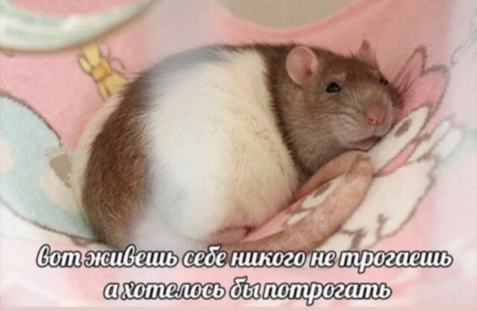 Крысята хомяк сирийский