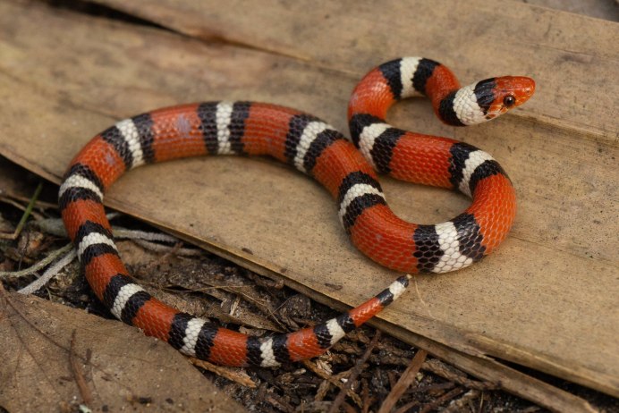 Королевская змея (Lampropeltis)