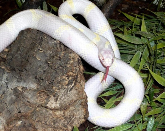 Королевская змея Калифорнийская Albino