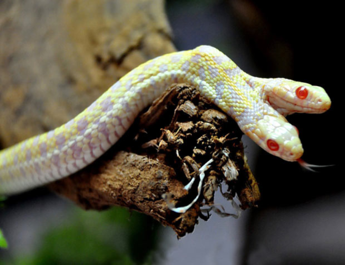 Королевская змея Калифорнийская Albino