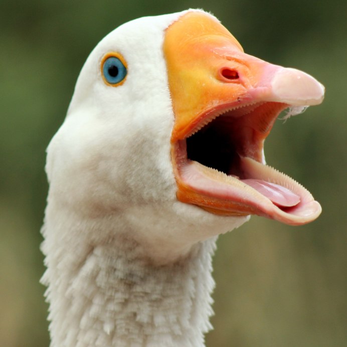 Шея гуся