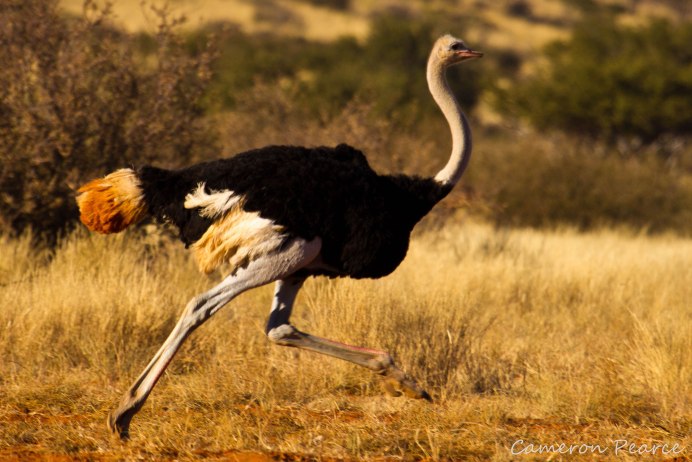 Черный Африканский страус
