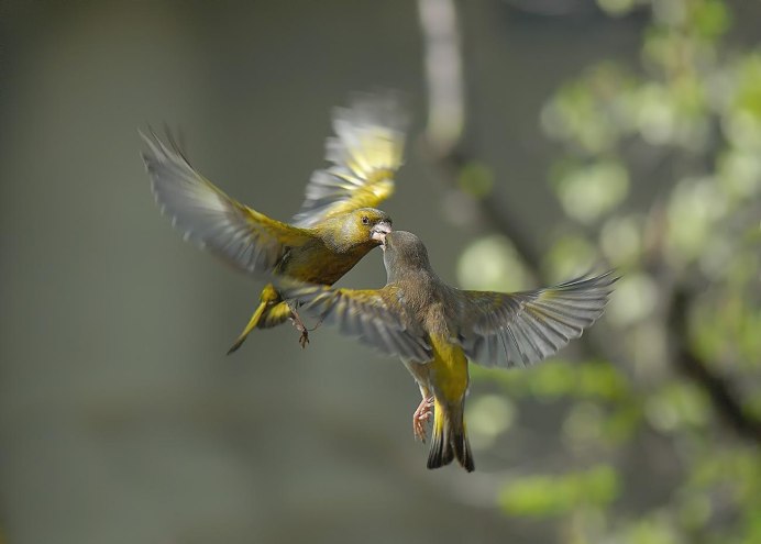 Птица в движении в природе