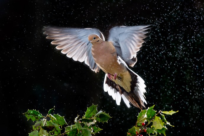 Летающий голубь