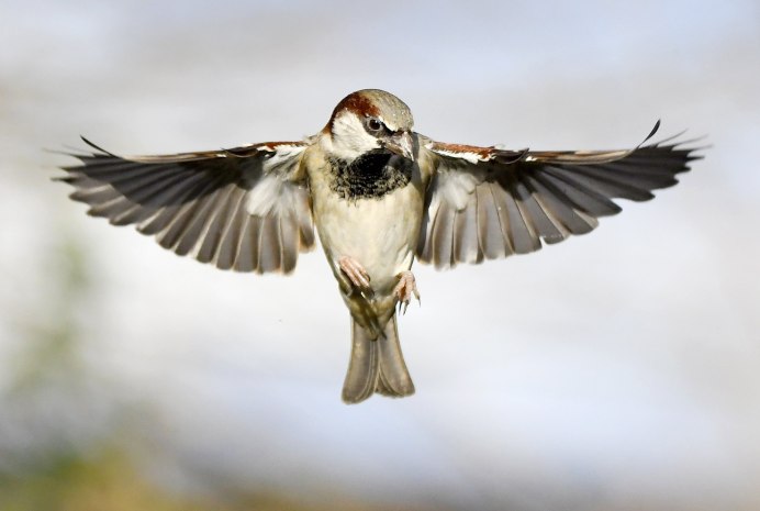 Воробей в полете