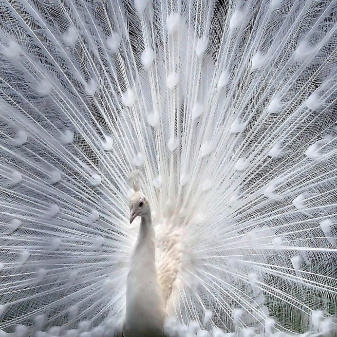 Белый Павлин распускает хвост