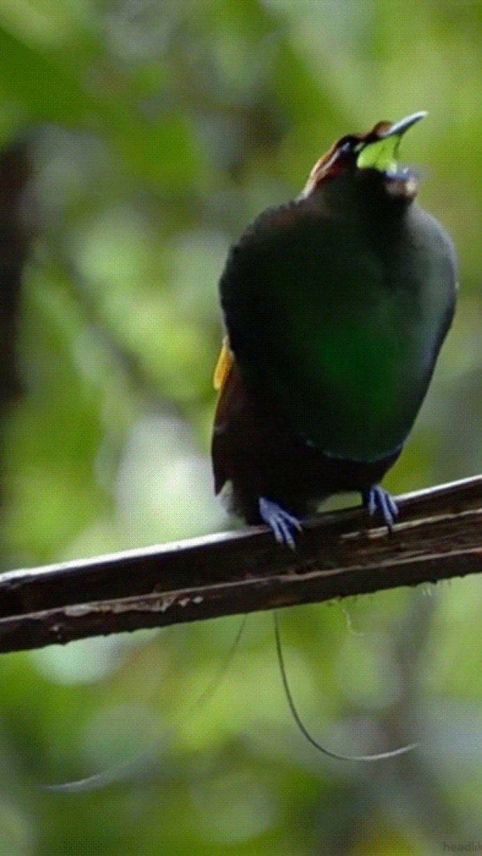 Шестипёрая Райская птица Берлепша