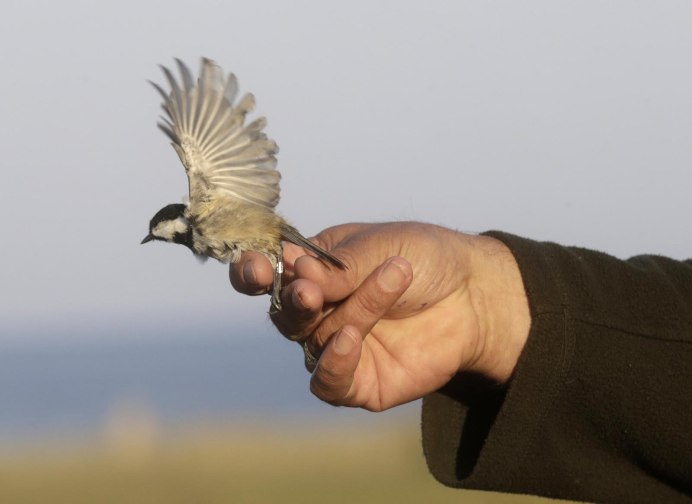 Выпустить птицу на волю