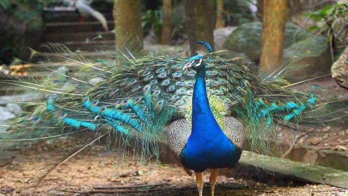 Павлин с расправленным хвостом