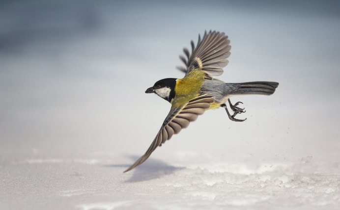 Синица лазоревка в полете