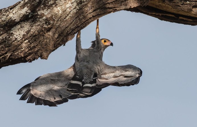 Африканский луневый ястреб