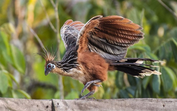 Гоацин птенец