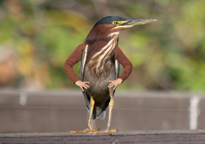 Птица у которой руки в боки