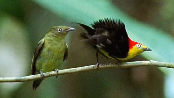 Танцующие птицы gif