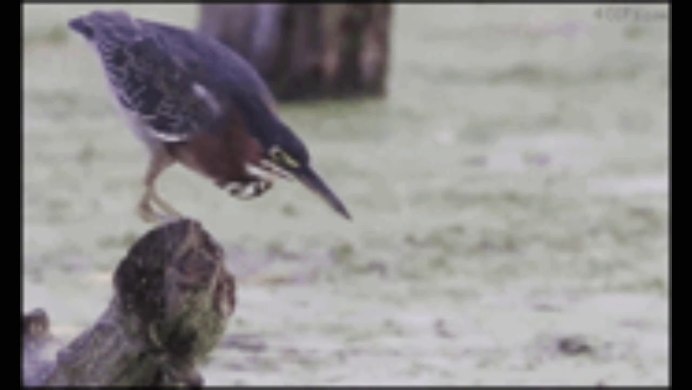 Птичка лопнула