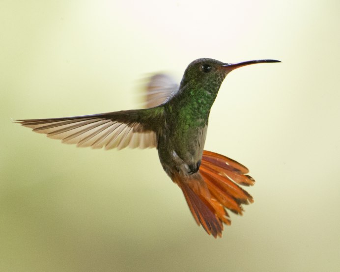 Колибри якобин