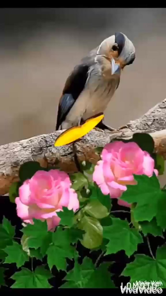 Красивые птицы и цветы