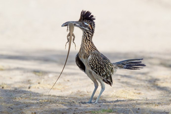 Калифорнийская Земляная Кукушка