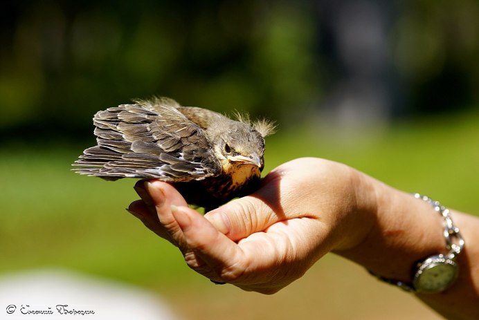 Маленький Орел