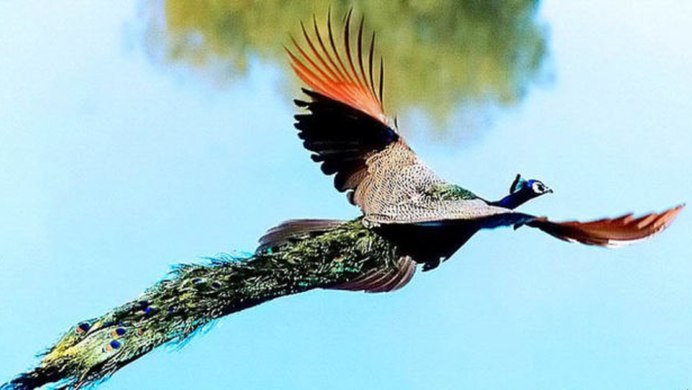 Павлины летают