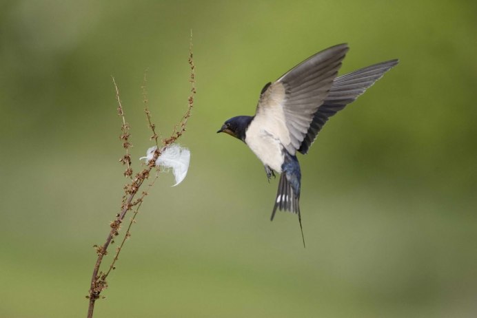 Ласточка в полете