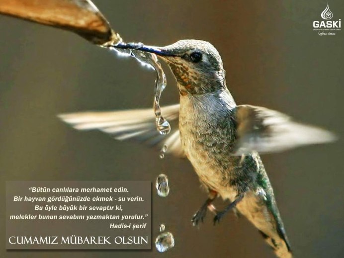 Птичка пьет водичку