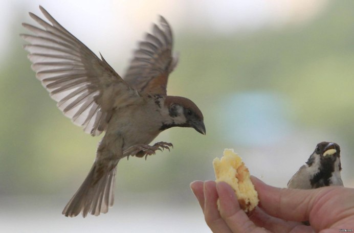 Птицы клюют крошки