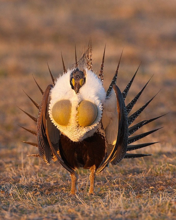 Полынный (шалфейный) тетерев.