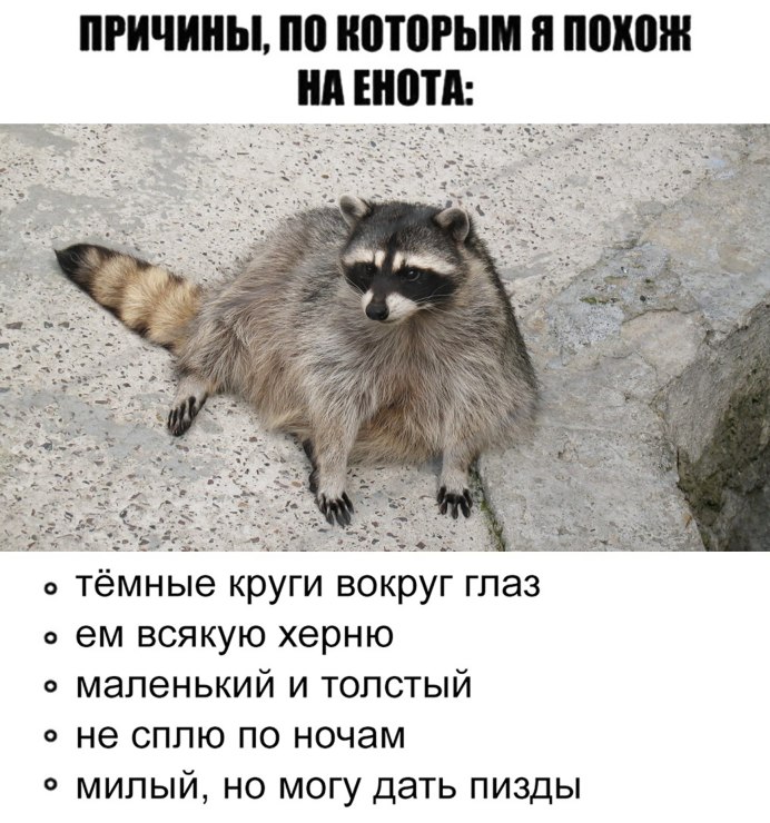 Белый енот полоскун
