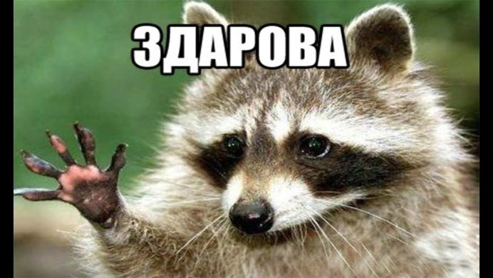 Енот Мем