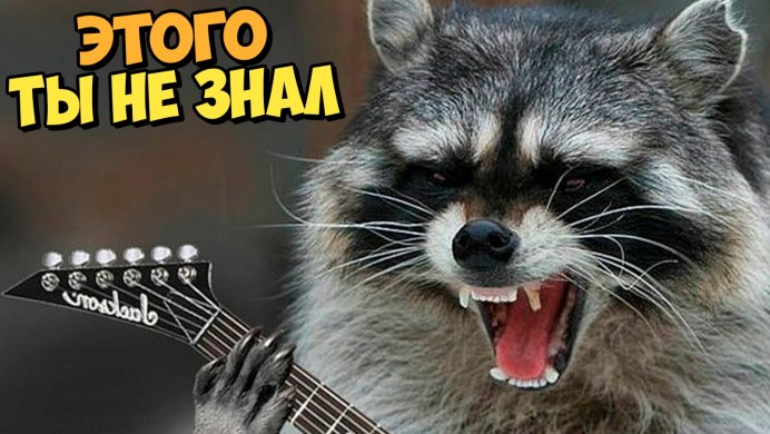 Злой енот полоскун